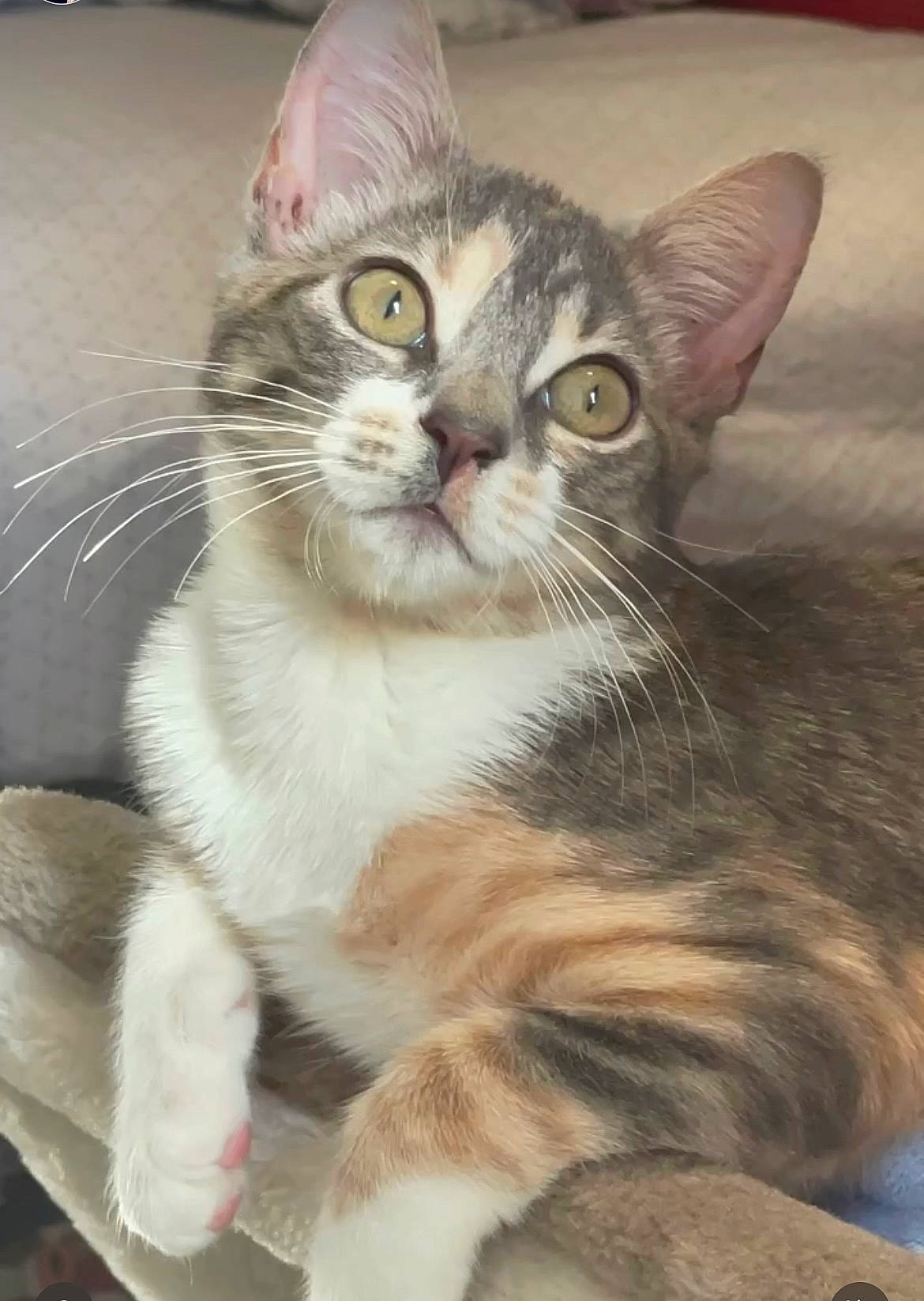 Gracie joined the competition — help win amazing prizes! carnivore, cat, claw, domestic_short_haired_cat, felidae, fur, paw, small_to_medium_sized_cats, snout, terrestrial_animal, whiskers, window