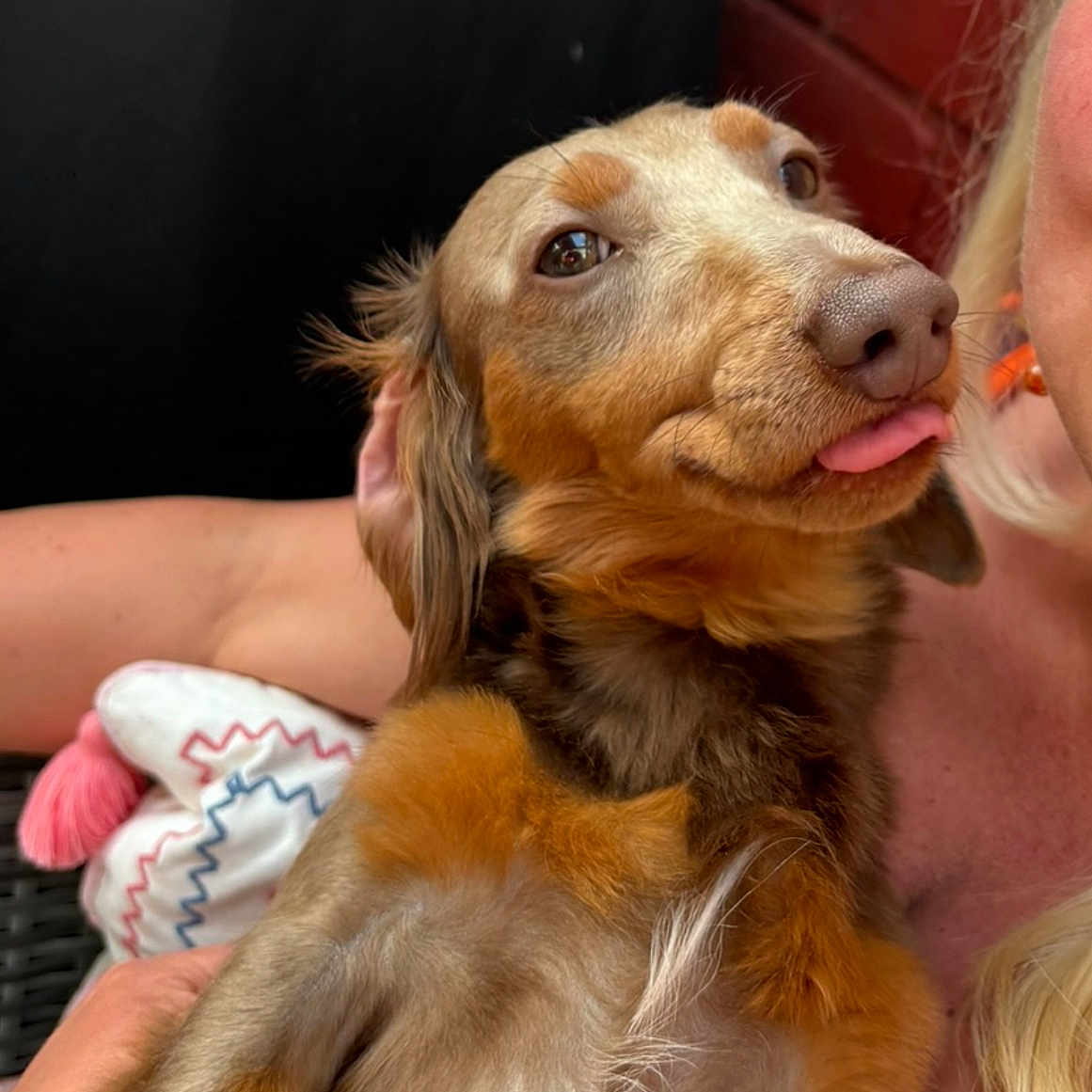 Teddy joined the competition — help win amazing prizes! animal, bodypart, canine, child, cockerspaniel, couch, dog, face, female, finger, furniture, girl, hand, head, hound, mouth, person, pet, puppy, terrier