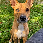 Stella joined the competition — help win amazing prizes! dog, animal, pet, canine, ears, brown, white_chest, grass, outdoor, nature, sunlight, sitting, looking, attentive, closeup, portrait, muzzle, snout, eyes, fur