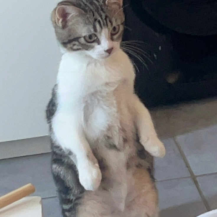 Bébé participe au concours pour gagner de l'argent avec cette photo : abyssinian, animal, cat, chair, computerhardware, electronics, furniture, indoors, jar, kitten, manx, pet, plant, planter, pottedplant, pottery, slate, speaker, vase, wood