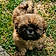 Baloo