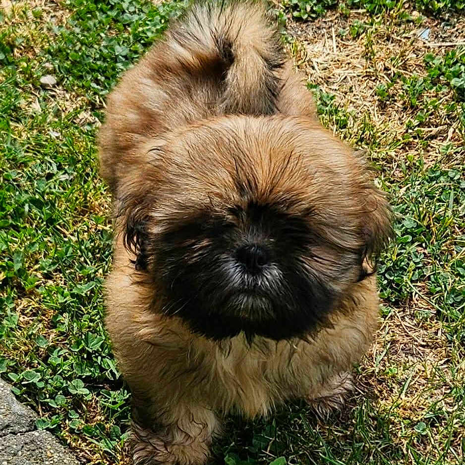 Baloo a rejoint le concours — aidez-le/la à gagner de superbes lots ! puppy, dog, grass, outdoor, pet, fur, cute, animal, small, canine, nature, young, curled_tail, brown_fur, adorable, face, standing, sunlight, garden, playful