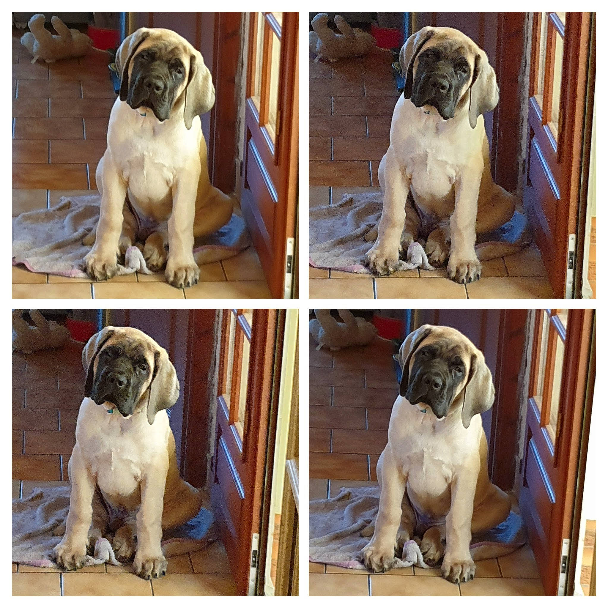 Saroyan a rejoint le concours — aidez-le/la à gagner de superbes lots ! art, canidae, carnivore, collage, companion_dog, dog, dog_breed, dog_collar, dog_supply, fawn, liver, mammal, pet_supply, photograph, photography, snout, sporting_group, toy_dog, vertebrate, working_animal