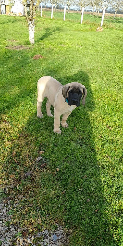 Saroyan a rejoint le concours — aidez-le/la à gagner de superbes lots ! carnivore, companion_dog, dog, dog_breed, fawn, garden, grass, grassland, groundcover, lawn, molosser, plant, pug, shrub, sporting_group, tail, toy_dog, tree, working_animal, yard