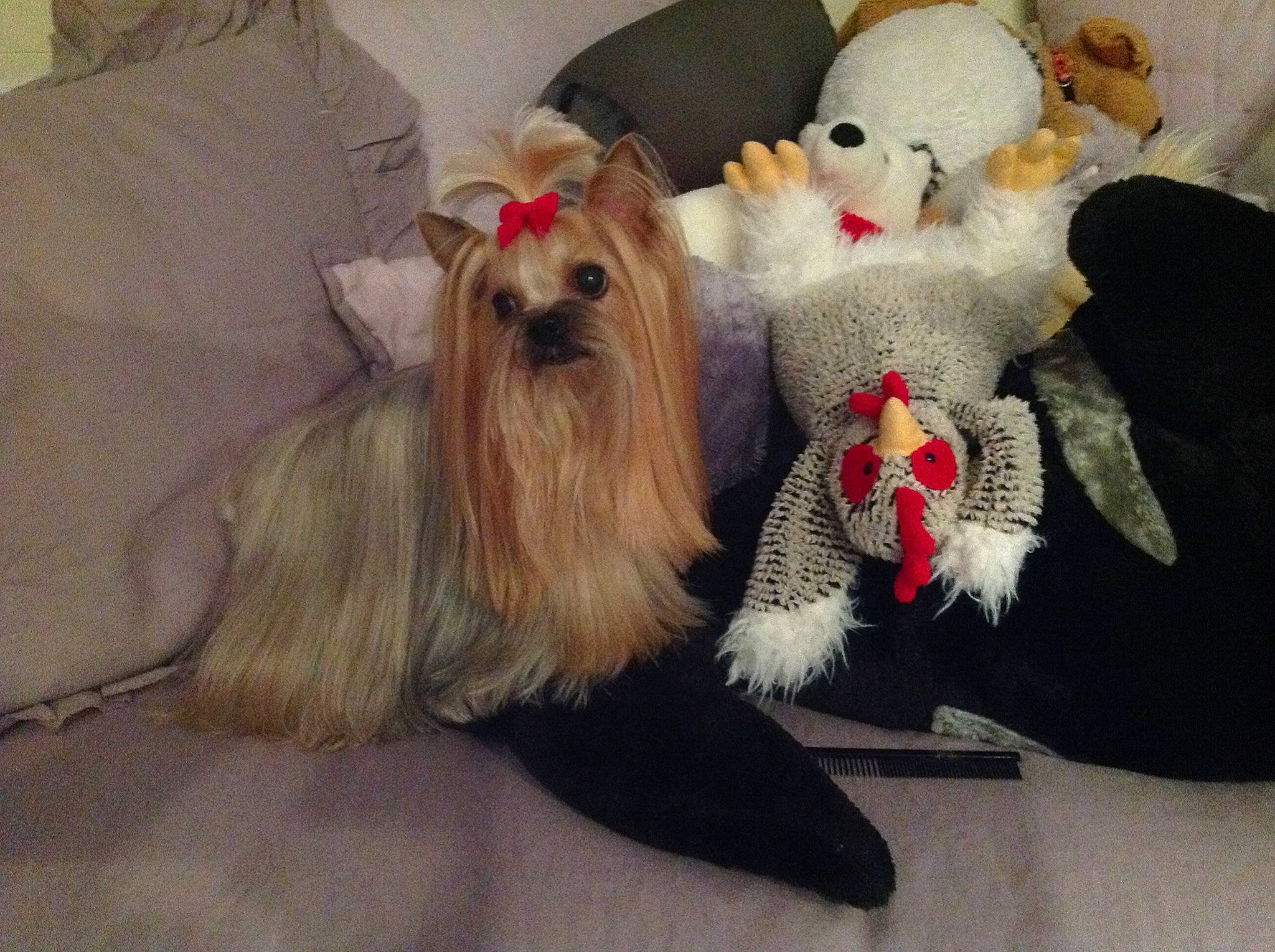 Bella is registered to the contest to win money with this photo: australian_silky_terrier, biewer_terrier, canidae, carnivore, chinese_imperial_dog, companion_dog, dog, dog_breed, dog_clothes, lhasa_apso, maltese, mammal, morkie, non_sporting_group, puppy, rare_breed_dog, shih_tzu, terrier, toy_dog, yorkshire_terrier