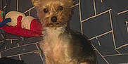 Pickles is registered to the contest to win money with this photo: dog, small_dog, toy, couch, blanket, indoor, pet, fur, ears, sitting, animal, cute, playful, colorful, home, comfort, relaxation, companion, domestic, furniture
