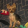 dog, small_dog, toy, couch, blanket, indoor, pet, fur, ears, sitting, animal, cute, playful, colorful, home, comfort, relaxation, companion, domestic, furniture