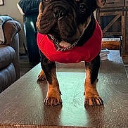 Jasper is registered to the contest to win money with this photo: dog, puppy, french_bulldog, red_sweater, table, living_room, ears, curious, wooden_table, furniture, window, couch, indoors, pet, chain_collar, brown, black, floor, home, canine
