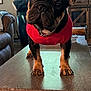 dog, puppy, french_bulldog, red_sweater, table, living_room, ears, curious, wooden_table, furniture, window, couch, indoors, pet, chain_collar, brown, black, floor, home, canine
