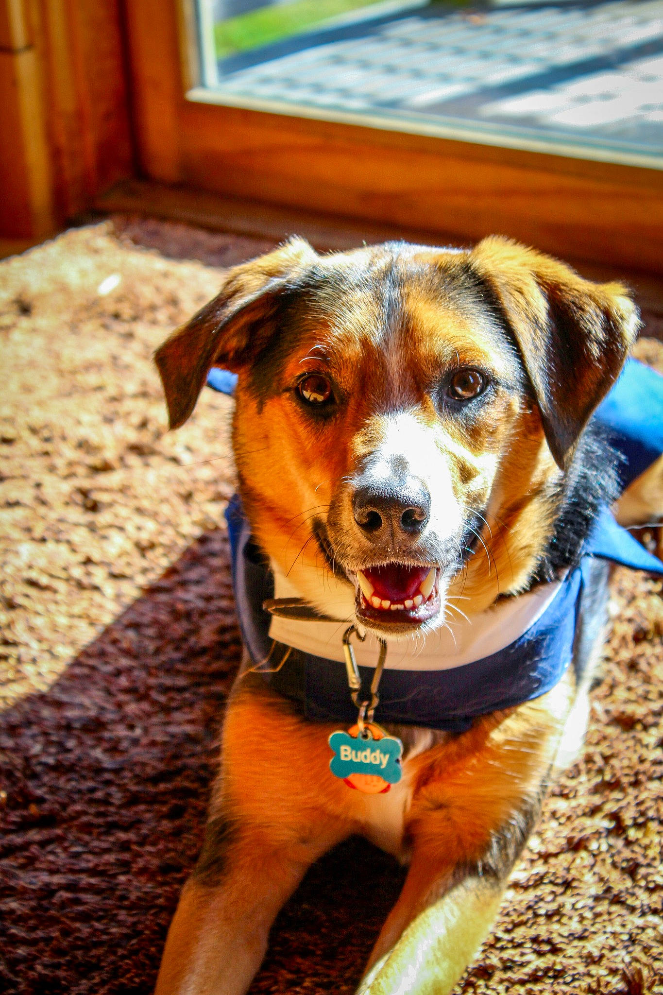 Buddy joined the competition — help win amazing prizes! canidae, carnivore, collar, companion_dog, desk, dog, dog_breed, dog_collar, fawn, fur, leash, pet_supply, puppy, snout, sporting_group, whiskers, wood, working_animal, working_dog
