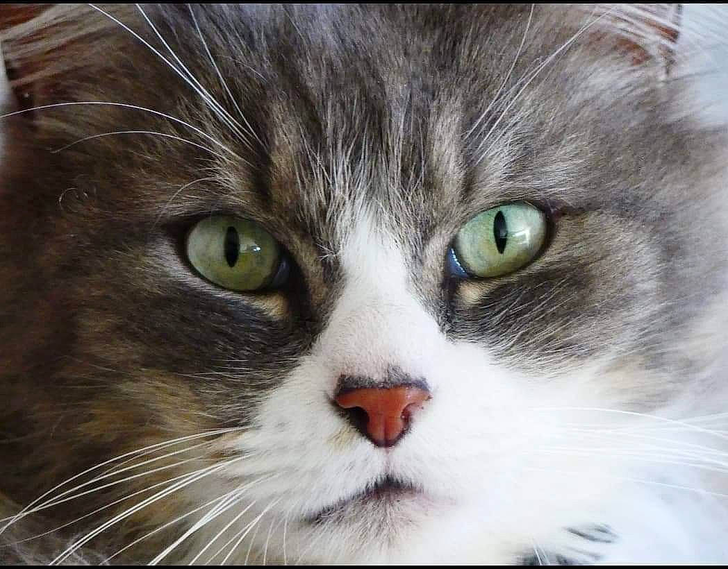 Dolce a rejoint le concours — aidez-le/la à gagner de superbes lots ! carnivore, cat, curious, domestic_short_haired_cat, felidae, fur, grass, iris, small_to_medium_sized_cats, snout, terrestrial_animal, whiskers