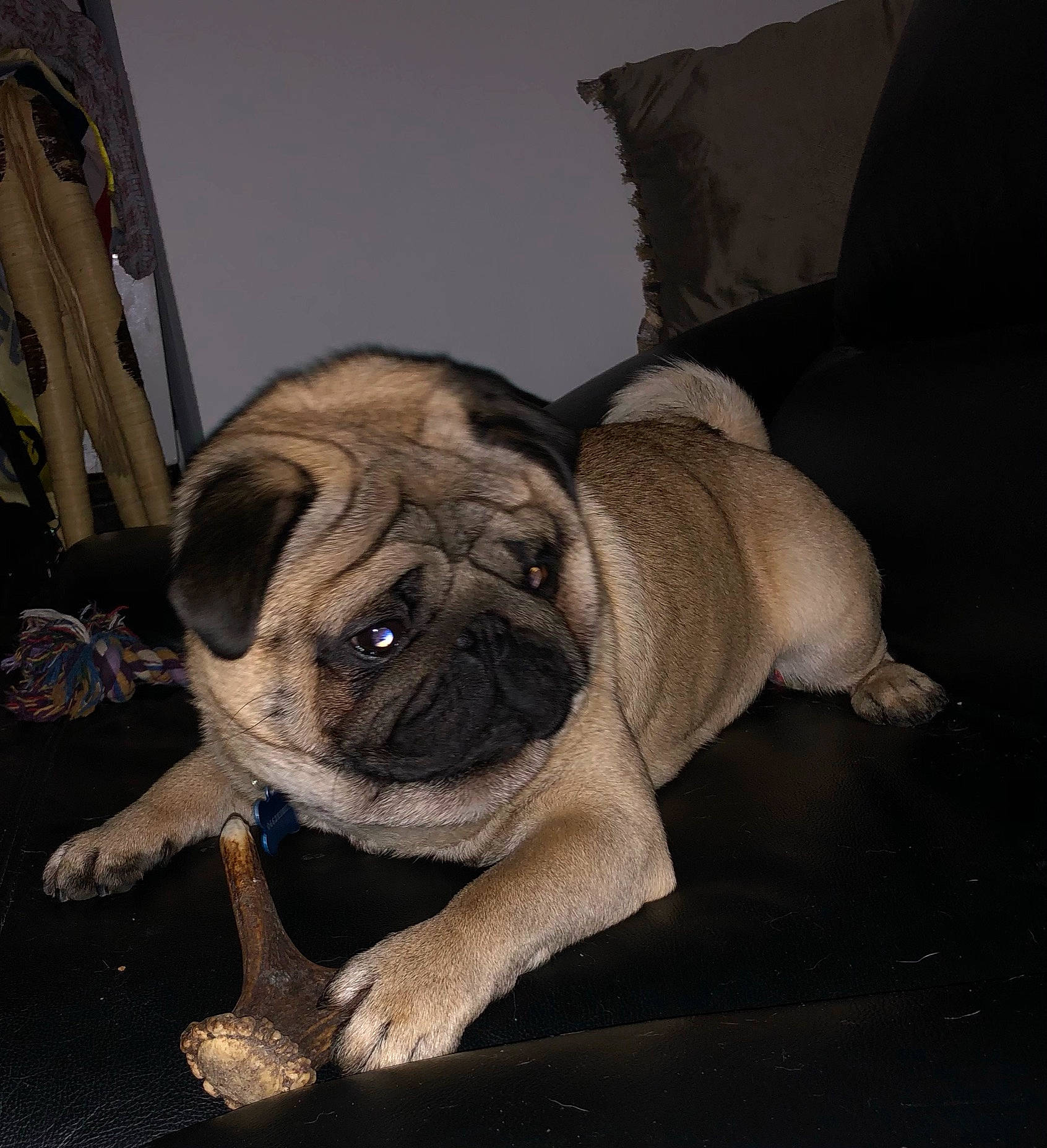 Mamour a rejoint le concours — aidez-le/la à gagner de superbes lots ! ancient_dog_breeds, canidae, carnivore, comfort, companion_dog, dog, dog_breed, fawn, non_sporting_group, pug, puppy, snout, sporting_group, studio_couch, terrestrial_animal, toy_dog, whiskers, wood, working_animal, wrinkle