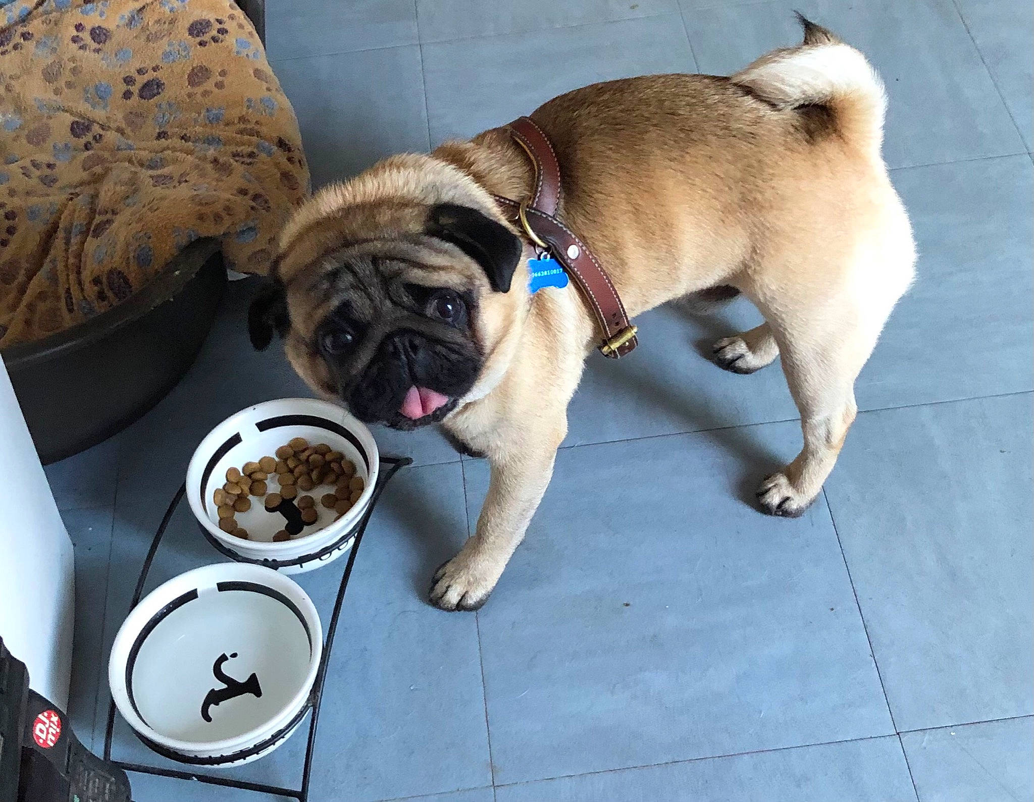 Mamour participe au concours pour gagner de l'argent avec cette photo : bowl, carnivore, collar, companion_dog, dishware, dog, dog_breed, dog_collar, fawn, flooring, food, kitchen_utensil, plate, pug, recipe, serveware, tableware, tail, toy_dog, wrinkle