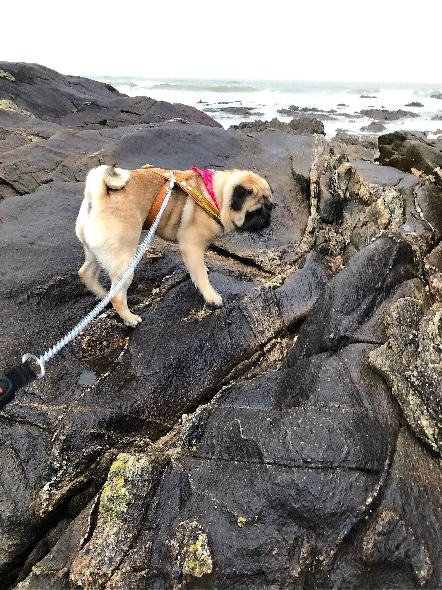 Mamour participe au concours pour gagner de l'argent avec cette photo : adventure, beach, bedrock, canidae, carnivore, collar, companion_dog, dog, dog_breed, fawn, leash, pet_supply, pug, rock, sky, soil, sporting_group, water, wood, working_animal