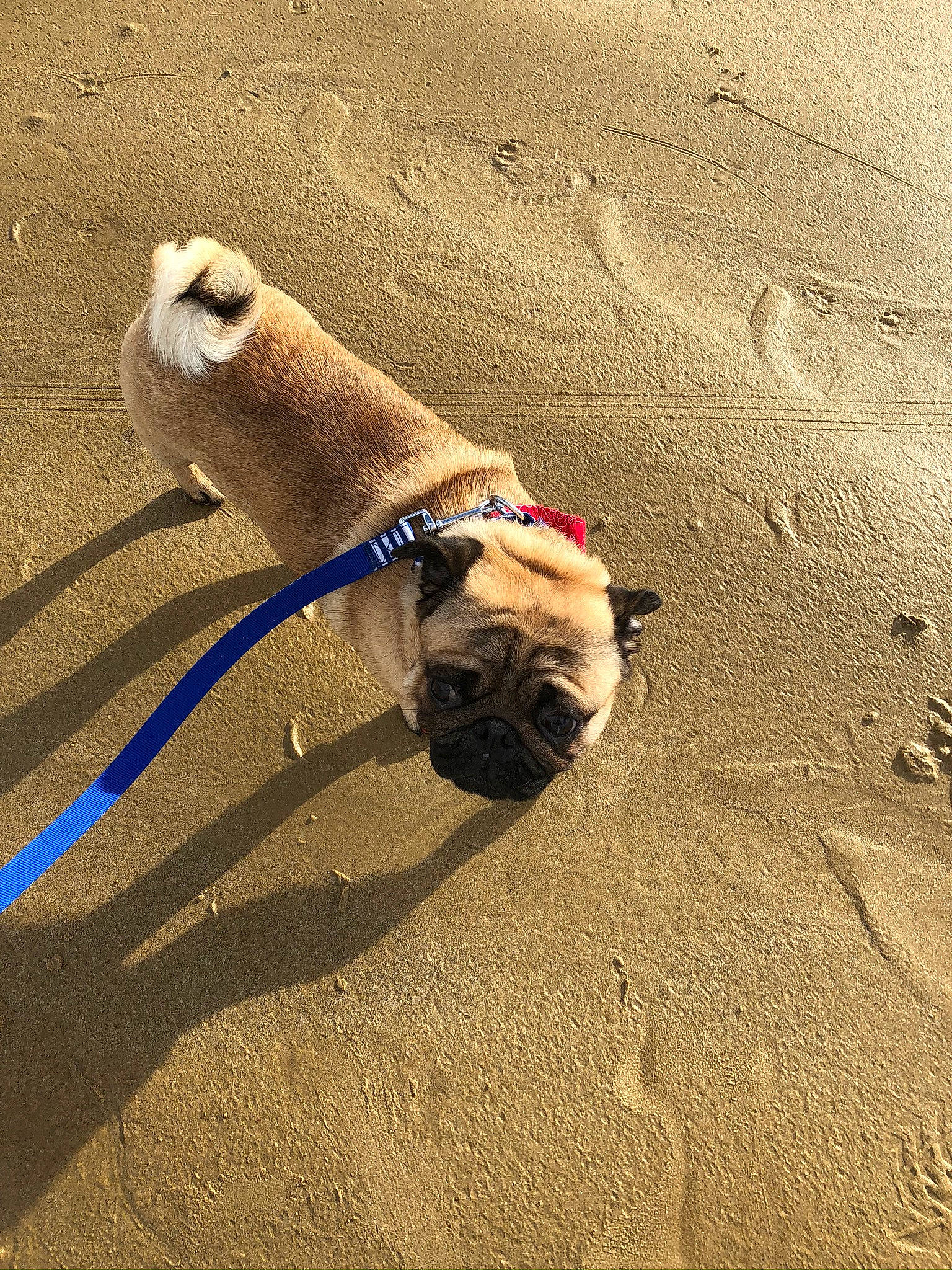 Mamour participe au concours pour gagner de l'argent avec cette photo : beach, canidae, carnivore, collar, companion_dog, dog, dog_breed, dog_collar, fawn, landscape, leash, pet_supply, pug, sand, sea, shadow, snout, soil, sporting_group, working_animal