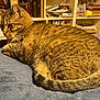 Lola is registered to the contest to win money with this photo: bed, blanket, books, bookshelf, cat, closeup, clutter, cozy, fur, home_office, indoor, paws, pet, portrait, resting, striped, tabby_cat, tail, warm_lighting, whiskers