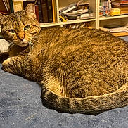 Lola joined the competition — help win amazing prizes! bed, blanket, books, cat, closeup, clutter, cozy, domestic, face, fur, furniture, green_eyes, indoor, lounging, pet, resting, shelf, tabby_cat, tail, whiskers