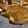 bed, blanket, books, cat, closeup, clutter, cozy, domestic, face, fur, furniture, green_eyes, indoor, lounging, pet, resting, shelf, tabby_cat, tail, whiskers