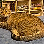 bed, bedding, blanket, books, bookshelf, cat, clutter, cozy, fur, furniture, home, indoor, looking_at_camera, lying_down, paws, pet, portrait, tabby_cat, tail, whiskers