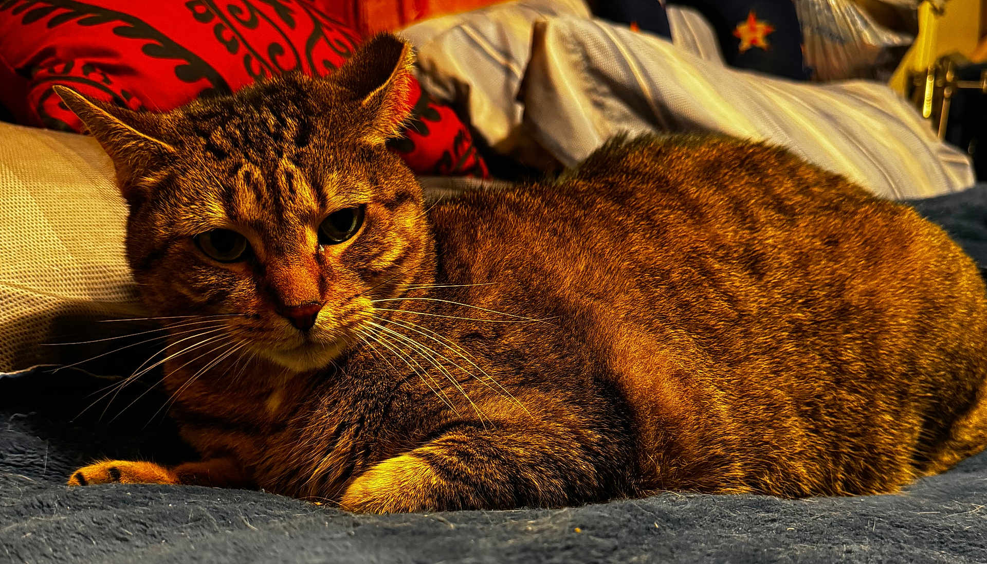 Lola joined the competition — help win amazing prizes! bed, bedding, blanket, cat, close_up, cozy, domestic, eyes, fur, home, indoor, nighttime, paws, pet, pillow, portrait, relaxed, striped_fur, tabby_cat, whiskers