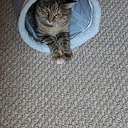 Lulu is registered to the contest to win money with this photo: cat, tabby, cat_bed, carpet, indoor, pet, animal, feline, resting, cozy, stretching, soft_furniture, domestic, cute, mammal, whiskers, ears, paws, relaxed, home