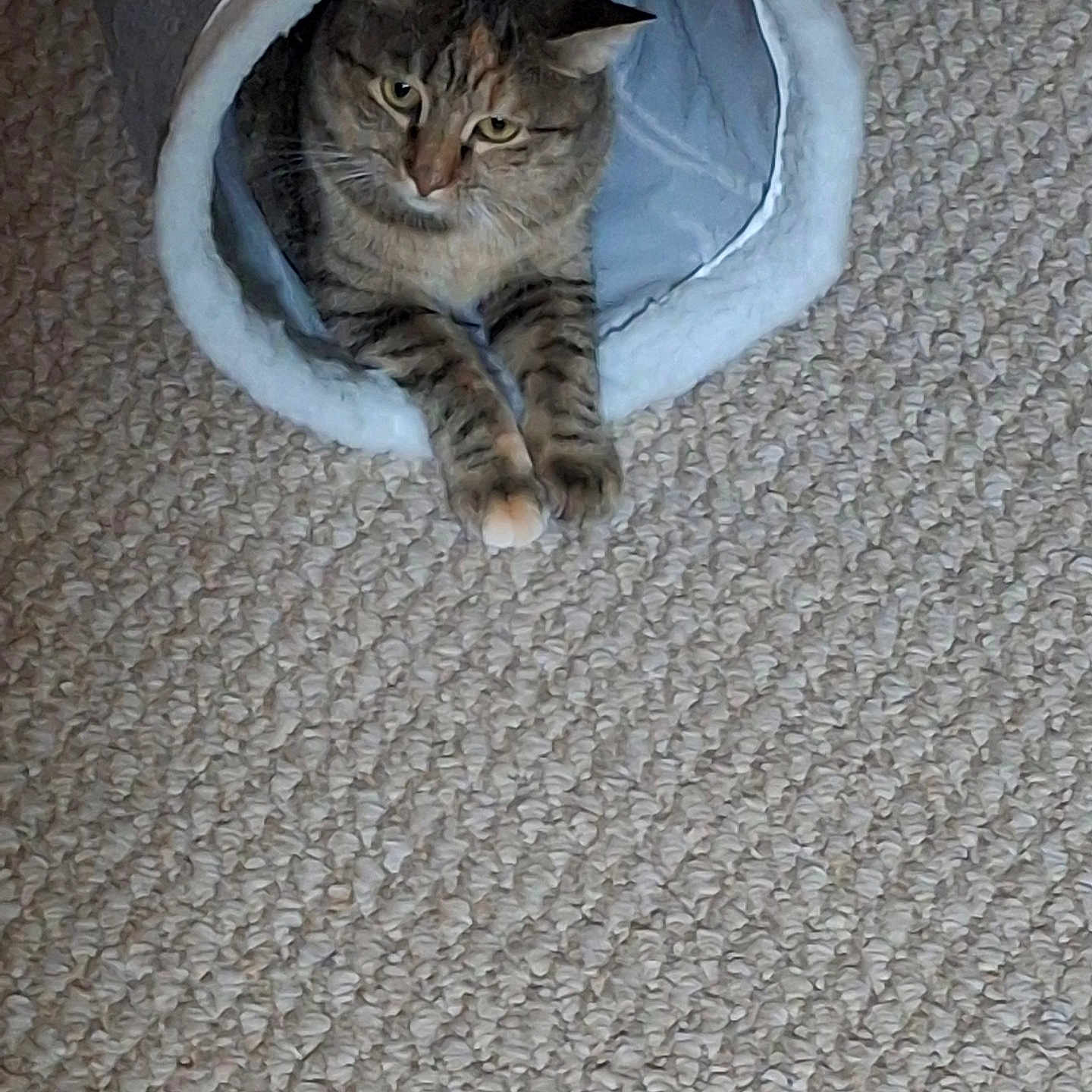 Lulu is registered to the contest to win money with this photo: animal, carpet, cat, cat_bed, cozy, cute, domestic, ears, feline, home, indoor, mammal, paws, pet, relaxed, resting, soft_furniture, stretching, tabby, whiskers