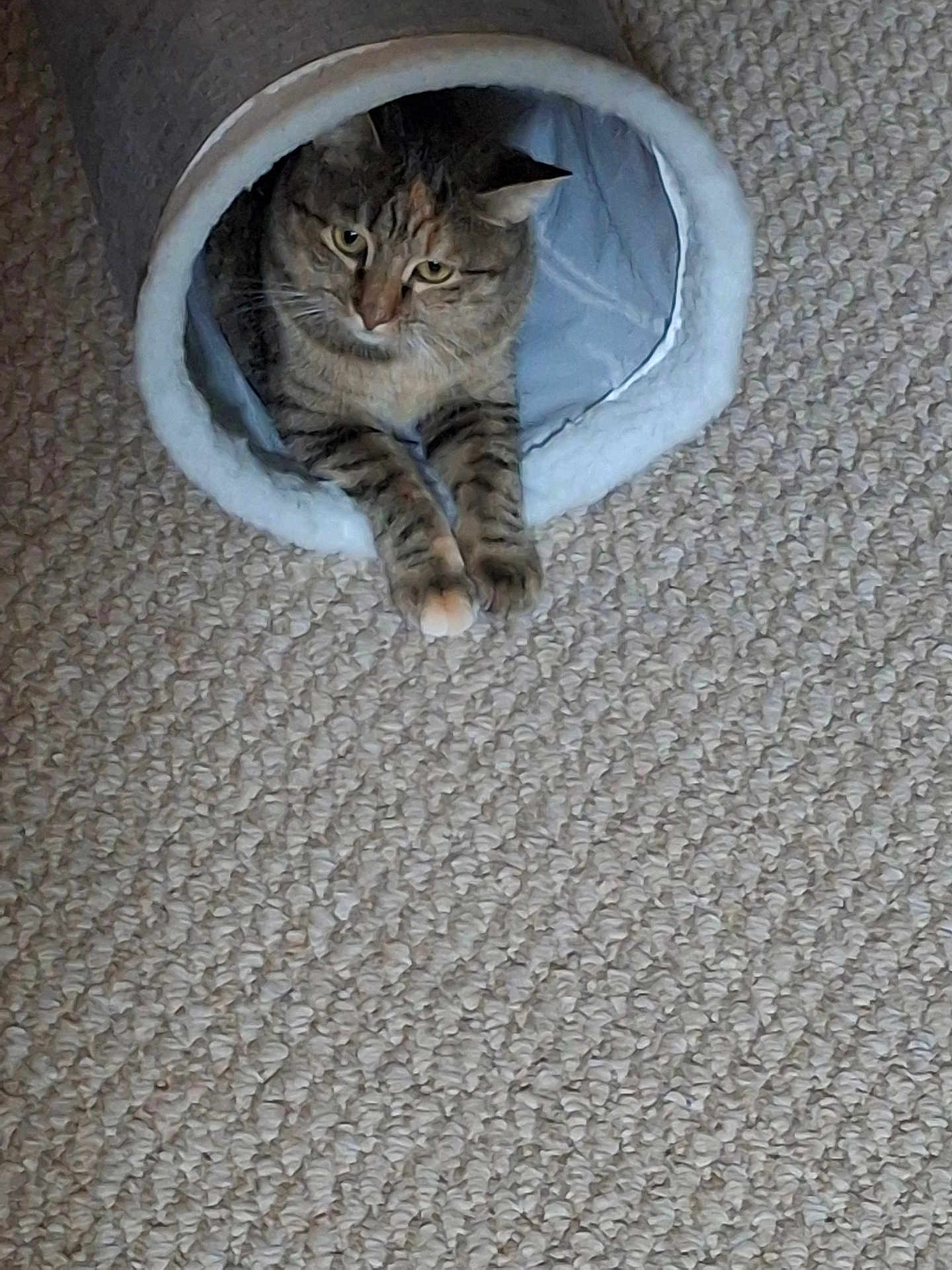Lulu is registered to the contest to win money with this photo: cat, tabby, cat_bed, carpet, indoor, pet, animal, feline, resting, cozy, stretching, soft_furniture, domestic, cute, mammal, whiskers, ears, paws, relaxed, home