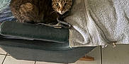 Tiger is registered to the contest to win money with this photo: alert, animal, brown, cat, chair, cozy, curious, feline, furniture, gray, green, home, indoor, looking, pet, resting, tabby, tile_floor, towel, wide_eyes