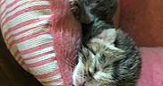 Tiger is registered to the contest to win money with this photo: kitten, cat, sleeping, curled_up, pet, feline, whiskers, closed_eyes, fur, calico, gray_fur, white_fur, pink_bed, striped_bedding, cozy, indoors, resting, cuddly, animal, portrait