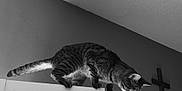 Tiger joined the competition — help win amazing prizes! cat, tabby, animal, pet, indoor, door, door_frame, perched, black_and_white, whiskers, curious, feline, striped, wall, cross, looking_down, balanced, claws, playful, home
