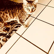 Tiger joined the competition — help win amazing prizes! cat, tabby_cat, indoor, floor, tile_floor, rug, curious, pet, animal, whiskers, ears, fur, striped, four_legs, domestic_cat, looking, standing, close_up, brown, white