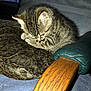 Tiger is registered to the contest to win money with this photo: kitten, cat, tabby, pet, animal, cushion, chair, wood, leather, indoor, furniture, cozy, small, cute, fur, sleepy, resting, closeup, domestic_animal, young