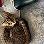 Tiger is registered to the contest to win money with this photo: animal, cat, closeup, curled_up, cute, domestic, ears, feline, floor, fur, indoor, pet, relaxed, resting, striped, tabby, tail, tile, towel, whiskers