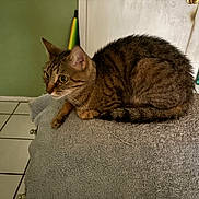 Tiger is registered to the contest to win money with this photo: alert, animal, cat, curious, door, ears, feline, floor, green_wall, household, indoor, pet, resting, side_view, striped, tabby, tail, tile, towel, whiskers