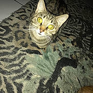 Tiger is registered to the contest to win money with this photo: animal, brown, carpet, cat, curious, domestic_cat, ears, feline, floor, fur, gray, indoor, looking_up, pattern, pet, striped, tabby, tile, whiskers, wide_eyes