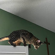 Tiger is registered to the contest to win money with this photo: cat, tabby, pet, feline, animal, indoors, doorway, door, balancing, standing, curious, whiskers, striped_fur, tail, green_wall, ceiling, cross, home, portrait, funny