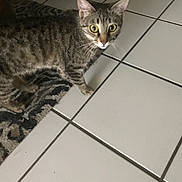Tiger joined the competition — help win amazing prizes! cat, tabby, pet, floor, tile, rug, animal, whiskers, indoor, curious, feline, striped, ears, eyes, paws, home, looking, mammal, cute, domestic