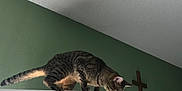 Tiger joined the competition — help win amazing prizes! alert, animal, balancing, cat, claws, cross, curious, domestic_cat, door, feline, green_wall, household, indoor, looking_down, perched, pet, side_view, striped, tabby, whiskers