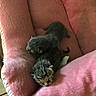 Tiger joined the competition — help win amazing prizes! kittens, cat, newborn, animals, furry, sleeping, tiny, black_cat, tabby_cat, pink_blanket, cozy, indoors, pet, cuddling, nest, soft, young_animals, whiskers, closeup, adorable