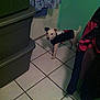 Niles is registered to the contest to win money with this photo: animal, black_ear, clothing, companion, curious, dog, domestic, floor, green_wall, hanging_clothes, indoor, jacket, looking, pet, room, small_dog, standing, storage_bins, tile_floor, white_dog