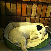 Niles joined the competition — help win amazing prizes! animal, bed, black_ear, brick_wall, canine, companion, cozy, dog, domestic_animal, floor_tiles, fur, home, indoor, laying_down, pet_bed, quiet, relaxation, resting, sleepy, white_dog