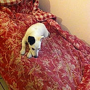 Niles is registered to the contest to win money with this photo: dog, puppy, white_dog, black_ear, sleeping, lying_down, bed, bedspread, blanket, floral_pattern, red_blanket, cushion, pillow, bedroom, indoor, cozy, resting, small_dog, pet, warm_lighting