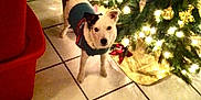 Niles joined the competition — help win amazing prizes! black_ear, canine, celebration, christmas, christmas_tree, decorations, dog, festive, gift_box, holiday, home, indoor, lights, ornaments, pet, ribbon, seasonal, sweater, tile_floor, white_dog