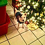black_ear, canine, celebration, christmas, christmas_tree, decorations, dog, festive, gift_box, holiday, home, indoor, lights, ornaments, pet, ribbon, seasonal, sweater, tile_floor, white_dog
