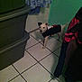 Niles is registered to the contest to win money with this photo: animal, clothing, companion, cozy, curious, curious_pet, dog, domestic, floor_tiles, home, household, indoor, pet_clothing, room, small_dog, standing, storage_bins, sweater, tiled_floor, white_dog
