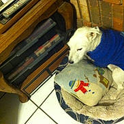 Niles is registered to the contest to win money with this photo: animal, blue_sweater, brick_wall, canine, comfort, cozy, dog, domestic_animal, furniture, home_interior, indoor, pet_bed, pillow, resting, sleeping, small_dog, snowman_pillow, tile_floor, white_dog, wooden_furniture