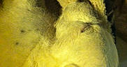 Niles is registered to the contest to win money with this photo: dog, sleeping, fluffy, cream_colored, curled_up, pet, fur, snout, ear, cozy, indoor, blanket, couch, resting, nap, closeup, portrait, warm_lighting, grainy, yellow_tint