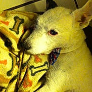 Niles joined the competition — help win amazing prizes! dog, white_dog, blanket, dog_bone_pattern, bow_tie, pet, indoor, cozy, snuggling, fur, animal, close_up, resting, cute, companion, warm, soft_lighting, portrait, relaxed, domestic