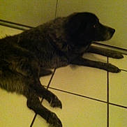 Pepper joined the competition — help win amazing prizes! cat, feline, dark_fur, long_hair, sleeping, lying_down, side_profile, animal, pet, whiskers, paws, claws, tail, tile_floor, indoor, home, wall, dim_lighting, grainy_photo, relaxed