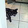 Pepper
